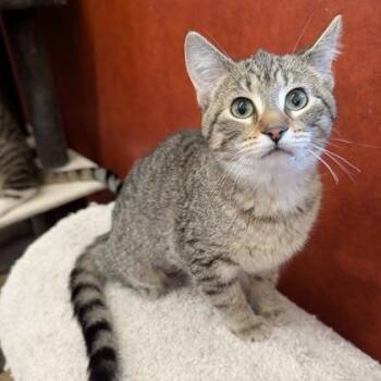 Oatmeal -  Domestic Short Hair Cat for Adoption in Rochester, Minnesota - Oatmeal | PetCurious