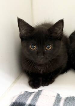 Mattie ~ Barncat / Shopcat -  Domestic Medium Hair Cat for Adoption in Rochester, Indiana - Mattie ~ Barncat / Shopcat | PetCurious