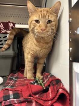 Domestic Short Hair Cats Available for Adoption in Kansas City, Missouri - Junior | PetCurious