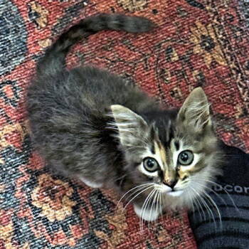 Rescue Tabby Cats for Adoption in Rutherfordton, North Carolina - Pipsqueak | PetCurious