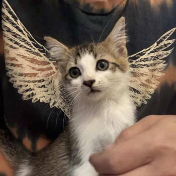 Rescue Domestic Short Hair Cats for Adoption in Little Mountain, South Carolina - Wesley Evers | PetCurious