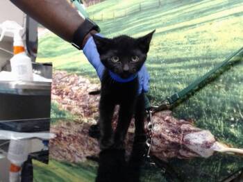 A552527 -  Domestic Short Hair Cat for Adoption in Moreno Valley, California - A552527 | PetCurious