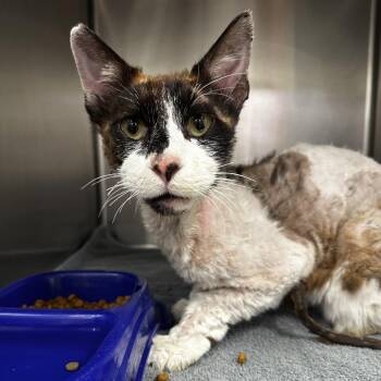 Domestic Short Hair Cats Available for Adoption - Buzz | PetCurious