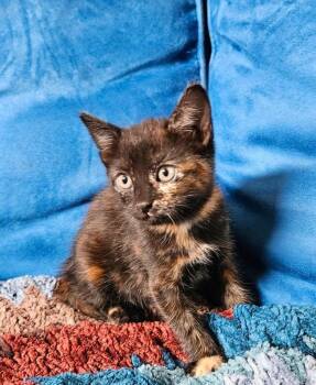 Cinder -  Domestic Short Hair Cat for Adoption in Lancaster, California - Cinder | PetCurious