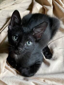 Rescue Domestic Short Hair Cats for Adoption in Dallas, Texas - Twix | PetCurious