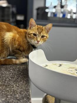 Rescue Domestic Short Hair Cats for Adoption in Grand Rapids, Michigan - Deuce Bigelow | PetCurious