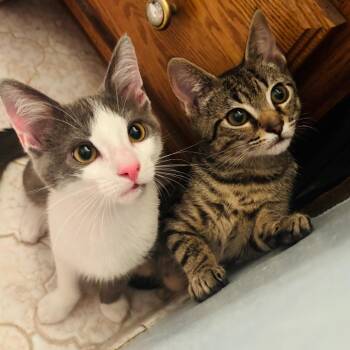 Ruble -  Domestic Short Hair Cat for Adoption in Woodbury, New Jersey - Ruble | PetCurious
