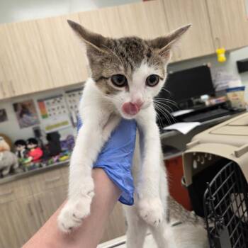 Eliab -  Domestic Short Hair Cat for Adoption in Chattanooga, Tennessee - Eliab | PetCurious