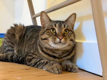 Rescue Domestic Short Hair Cats for Adoption in Hull, Massachusetts - Lana | PetCurious