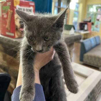 Rescue Domestic Short Hair Cats for Adoption in Lynchburg, Virginia - D'artagnan | PetCurious