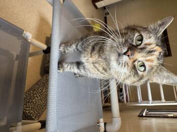 Domestic Short Hair Cats Available for Adoption in Salem, Ohio - Fancy  | PetCurious