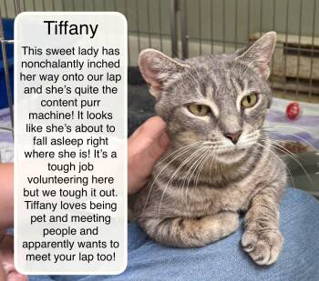 Domestic Short Hair Cats Available for Adoption in Ellicott City, Maryland - Tiffany Bonded With Taylor | PetCurious