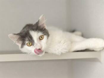 CHOO CHOO -  Domestic Short Hair Cat for Adoption in Phoenix, Arizona - CHOO CHOO | PetCurious
