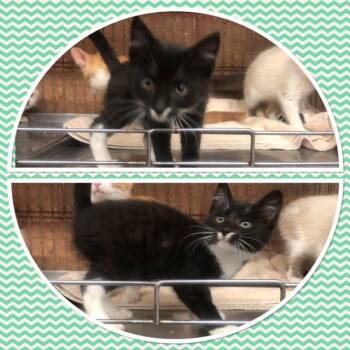 DUCK -  Domestic Short Hair Cat for Adoption in Buckhannon, West Virginia - DUCK | PetCurious