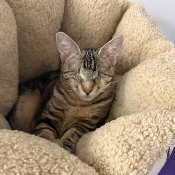 Domestic Short Hair Cats Available for Adoption in Denver, Colorado - Earthworm (Butterfly) | PetCurious