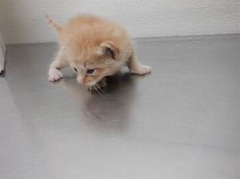 KENNY -  Domestic Short Hair Cat Available for Adoption in Oroville, California - KENNY | PetCurious