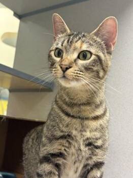 Domestic Short Hair Cats Available for Adoption - Vivi | PetCurious