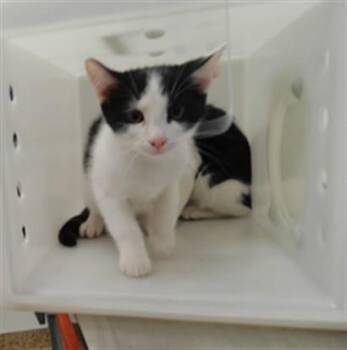 JERRY -  Domestic Medium Hair Cat for Adoption in Albuquerque, New Mexico - JERRY | PetCurious