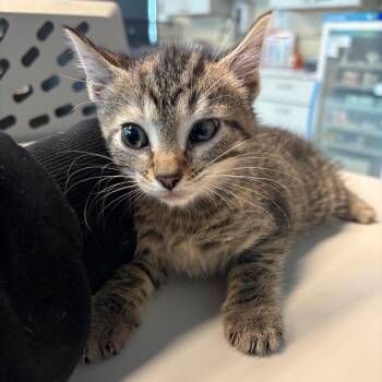 Emily Bronte -  Domestic Short Hair Cat for Adoption in Huntington, West Virginia - Emily Bronte | PetCurious