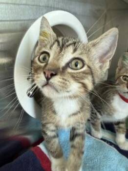 Temple Run -  Domestic Short Hair Cat for Adoption in Westland, Michigan - Temple Run | PetCurious