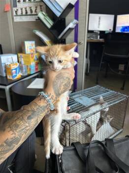 LULA -  Domestic Short Hair Cat for Adoption in San Antonio, Texas - LULA | PetCurious