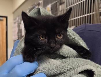 Domestic Short Hair Cats Available for Adoption in Vancouver, Washington - Bo | PetCurious
