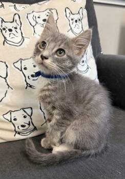 Aster -  Domestic Short Hair Cat for Adoption in Lawrenceville, Georgia - Aster | PetCurious