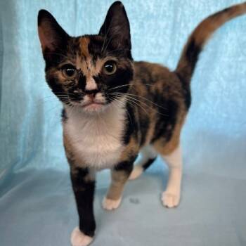 Rescue Domestic Short Hair Cats for Adoption in Lake Panasoffkee, Florida - Dorothy | PetCurious