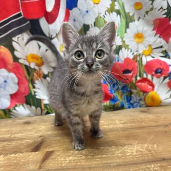 Harley -  Domestic Short Hair Cat for Adoption in Normal, Illinois - Harley | PetCurious