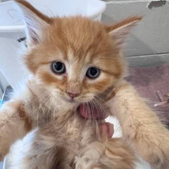 Nami -  Domestic Long Hair Cat for Adoption in Talent, Oregon - Nami | PetCurious