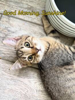 Megatron -  Domestic Short Hair Cat for Adoption in Warrington, Pennsylvania - Megatron | PetCurious