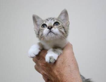 Sausage and Potatoes -  Domestic Short Hair Cat for Adoption in Brunswick, Georgia - Sausage And Potatoes | PetCurious