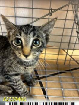 TIGER LILY -  Domestic Short Hair Cat for Adoption in West Palm Beach, Florida - TIGER LILY | PetCurious