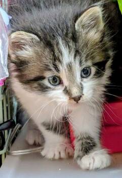 ASH WEDNESDAY -  Domestic Short Hair Cat for Adoption in Omaha, Nebraska - ASH WEDNESDAY | PetCurious