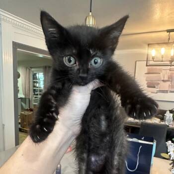 Domestic Short Hair Cats Available for Adoption in Tustin, California - Thorsten | PetCurious
