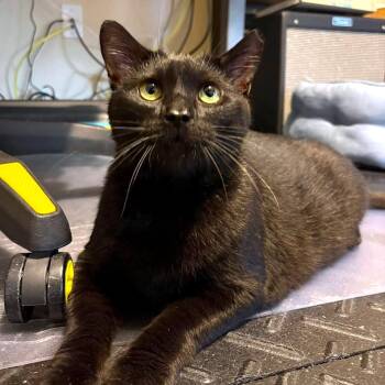 Happy -  Domestic Short Hair Cat for Adoption - Happy | PetCurious