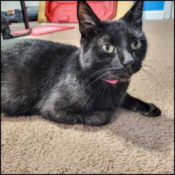 Rescue Domestic Short Hair Cats for Adoption in Roswell, Georgia - Chatty Cathy | PetCurious