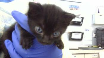 ROBIN -  Domestic Medium Hair Cat for Adoption in Dallas, Texas - ROBIN | PetCurious