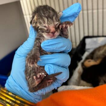 Domestic Short Hair Cats Available for Adoption in Auburn, Alabama - Peep | PetCurious
