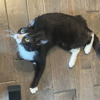 Sir Domino -  Domestic Short Hair Cat for Adoption in Overland Park, Kansas - Sir Domino | PetCurious