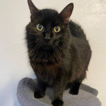 Dawn -  Domestic Long Hair Cat for Adoption in Herrin, Illinois - Dawn | PetCurious