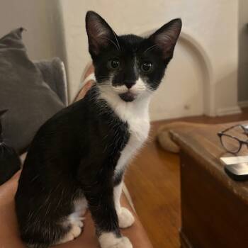 Rescue Domestic Short Hair Cats for Adoption in Los Angeles, California - Moon | PetCurious