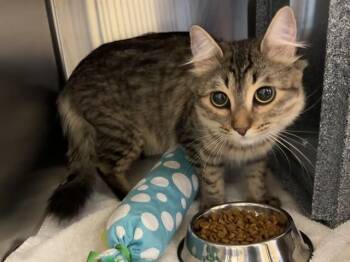 LOUIE -  Domestic Short Hair Cat for Adoption in Colorado Springs, Colorado - LOUIE | PetCurious