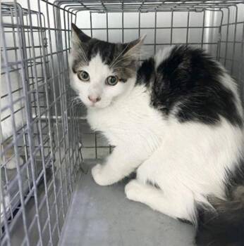 NOLY -  Domestic Medium Hair Cat for Adoption in Pasadena, California - NOLY | PetCurious