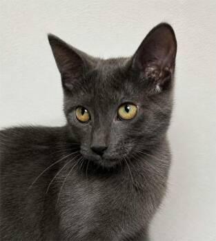 Bernadette -  Domestic Short Hair Cat for Adoption in Houston, Texas - Bernadette | PetCurious