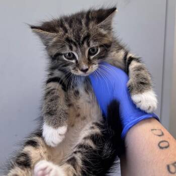 Domestic Medium Hair Cats Available for Adoption in Columbiana, Alabama - Rowdy | PetCurious