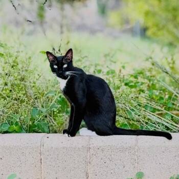 Sox -  Domestic Short Hair Cat for Adoption in Midland, Texas - Sox | PetCurious