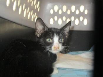 MORGAN -  Domestic Short Hair Cat for Adoption in Ocala, Florida - MORGAN | PetCurious