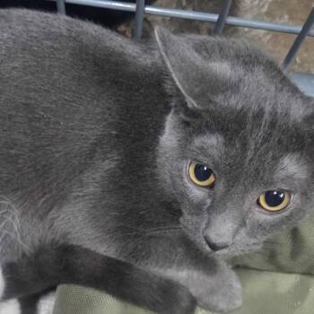 Barkquavious -  Domestic Short Hair Cat for Adoption in Union, Missouri - Barkquavious | PetCurious