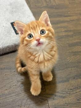 Maki -  Domestic Short Hair Cat for Adoption in Steinbach, Manitoba - Maki | PetCurious